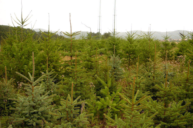 Vánoční plantáž Šlovice